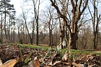 Der Fr&uuml;hling kommt - im Park Hohenrode ist er schon ein bisschen da (Foto: Angelo Glashagel)