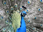 Frühlingserwachen in der Vogelwelt (Foto: Peter Blei) Frühlingserwachen in der Vogelwelt (Foto: Peter Blei)