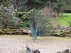 Frühlingserwachen in der Vogelwelt (Foto: Peter Blei) Frühlingserwachen in der Vogelwelt (Foto: Peter Blei)