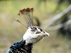 Frühlingserwachen in der Vogelwelt (Foto: Peter Blei) Frühlingserwachen in der Vogelwelt (Foto: Peter Blei)