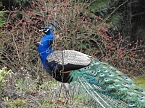 Frühlingserwachen in der Vogelwelt (Foto: Peter Blei) Frühlingserwachen in der Vogelwelt (Foto: Peter Blei)