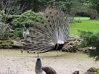 Frühlingserwachen in der Vogelwelt (Foto: Peter Blei) Frühlingserwachen in der Vogelwelt (Foto: Peter Blei)