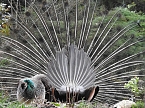 Frühlingserwachen in der Vogelwelt (Foto: Peter Blei) Frühlingserwachen in der Vogelwelt (Foto: Peter Blei)
