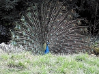 Frühlingserwachen in der Vogelwelt (Foto: Peter Blei) Frühlingserwachen in der Vogelwelt (Foto: Peter Blei)