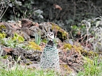 Frühlingserwachen in der Vogelwelt (Foto: Peter Blei) Frühlingserwachen in der Vogelwelt (Foto: Peter Blei)