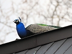 Frühlingserwachen in der Vogelwelt (Foto: Peter Blei) Frühlingserwachen in der Vogelwelt (Foto: Peter Blei)