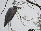 Frühlingserwachen in der Vogelwelt (Foto: Peter Blei) Frühlingserwachen in der Vogelwelt (Foto: Peter Blei)