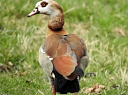 Frühlingserwachen in der Vogelwelt (Foto: Peter Blei) Frühlingserwachen in der Vogelwelt (Foto: Peter Blei)