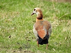 Frühlingserwachen in der Vogelwelt (Foto: Peter Blei) Frühlingserwachen in der Vogelwelt (Foto: Peter Blei)