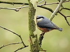 Frühlingserwachen in der Vogelwelt (Foto: Peter Blei) Frühlingserwachen in der Vogelwelt (Foto: Peter Blei)