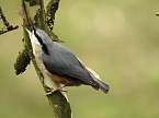 Frühlingserwachen in der Vogelwelt (Foto: Peter Blei) Frühlingserwachen in der Vogelwelt (Foto: Peter Blei)