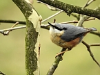 Frühlingserwachen in der Vogelwelt (Foto: Peter Blei) Frühlingserwachen in der Vogelwelt (Foto: Peter Blei)