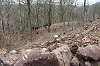 Voller Arbeitseinsatz &uuml;ber Ilfeld - gut 40 Personen waren heute auf dem Burgberg &uuml;ber der Stadt aktiv (Foto: Angelo Glashagel/Kathleen Hahenmann)