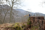 Voller Arbeitseinsatz &uuml;ber Ilfeld - gut 40 Personen waren heute auf dem Burgberg &uuml;ber der Stadt aktiv (Foto: Angelo Glashagel/Kathleen Hahenmann)