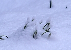 Winter statt Frühling (Foto: Christiane Wiesemann) Winter statt Frühling (Foto: Christiane Wiesemann)