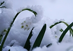 Winter statt Frühling (Foto: Christiane Wiesemann) Winter statt Frühling (Foto: Christiane Wiesemann)