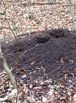 Klasse Wald!: Hier hat der Grünspecht sein Unwesen an dem Ameisenhaufen getrieben. (Foto: privat) Klasse Wald!: Hier hat der Grünspecht sein Unwesen an dem Ameisenhaufen getrieben. (Foto: privat)