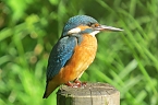 Eisvogel Weibchen (Foto: privat)