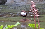 Wasseramsel (Foto: privat)