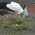 Das erste Ei ist im Nest (Foto: Andreas Rzehak) Das erste Ei ist im Nest (Foto: Andreas Rzehak)