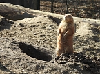 Tierisches Treiben im Dessauer Park (Foto: Peter Blei)