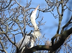 Tierisches Treiben im Dessauer Park (Foto: Peter Blei)