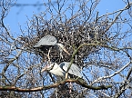 Tierisches Treiben im Dessauer Park (Foto: Peter Blei)