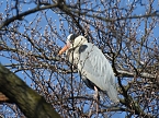 Tierisches Treiben im Dessauer Park (Foto: Peter Blei)