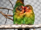 Tierisches Treiben im Dessauer Park (Foto: Peter Blei)
