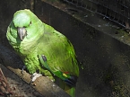 Tierisches Treiben im Dessauer Park (Foto: Peter Blei)
