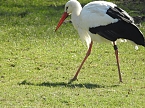 Tierisches Treiben im Dessauer Park (Foto: Peter Blei)