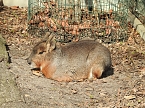 Tierisches Treiben im Dessauer Park (Foto: Peter Blei)