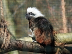 Tierisches Treiben im Dessauer Park (Foto: Peter Blei)