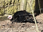 Tierisches Treiben im Dessauer Park (Foto: Peter Blei) Tierisches Treiben im Dessauer Park (Foto: Peter Blei)