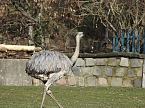 Tierisches Treiben im Dessauer Park (Foto: Peter Blei)