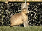 Tierisches Treiben im Dessauer Park (Foto: Peter Blei)