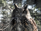 Tierisches Treiben im Dessauer Park (Foto: Peter Blei)