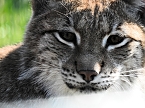 Tierisches Treiben im Dessauer Park (Foto: Peter Blei)