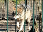 Tierisches Treiben im Dessauer Park (Foto: Peter Blei)