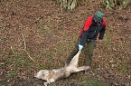 Totes Tier ist ein Wolfshund (Foto: privat)