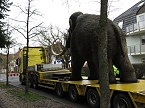 Das Mammut ist umgezogen (Foto: nnz)