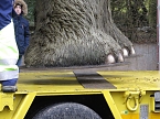Das Mammut ist umgezogen (Foto: nnz)