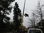 Das Mammut ist umgezogen (Foto: nnz)