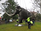 Das Mammut ist umgezogen (Foto: nnz)