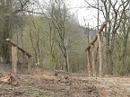 Platz f&uuml;r Wasserb&uuml;ffel (Foto: Peter Blei)