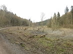 Platz f&uuml;r Wasserb&uuml;ffel (Foto: Peter Blei)