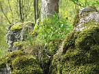 Im Park unterwegs (Foto: nnz)