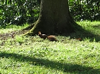 Im Park unterwegs (Foto: nnz)