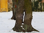 Peter Blei unterwegs - Schloss Mosigkau (Foto: Peter Blei)