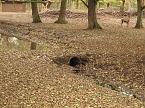 Kaum noch Wasser (Foto: nnz)